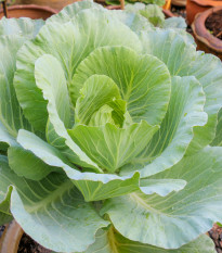 Kapusta biela poloneskorá - Brassica oleracea - predaj semien kapusty - 200 ks