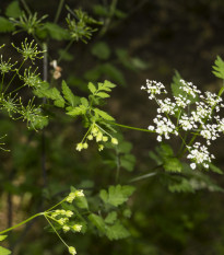 Bio Trebuľka siata  - Bio semená - Anthriscus cerefolium crispum - semená trebuľky - 0,8 g