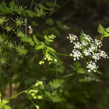 Bio Trebuľka siata  - Bio semená - Anthriscus cerefolium crispum - semená trebuľky - 0,8 g