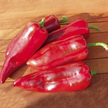 Bio Paprika Atris F1 - Capsicum annuum - predaj bio semien - 5 ks