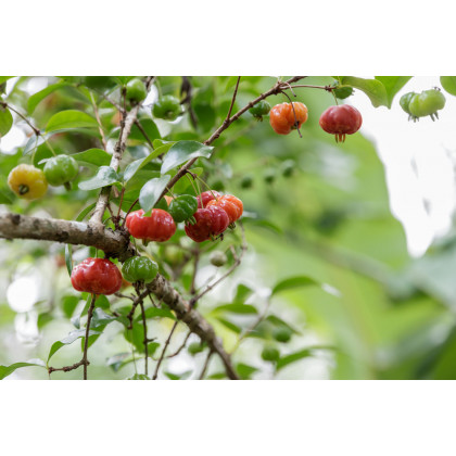 Surimanská čerešňa - Martej jednokvetá - Eugenia uniflora - predaj semien - 2 ks