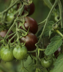 Paradajka Black Opal - kolíková odroda - Solanum lycopersicum - Predaj semien rajčiaka - 7 ks