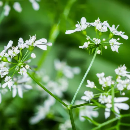 Bio Koriander siaty - Coriandrum sativum - predaj bio semien - 100 ks