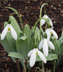 Snežienka Elwesova - Galanthus elwesii - predaj cibuľovín - 3 ks