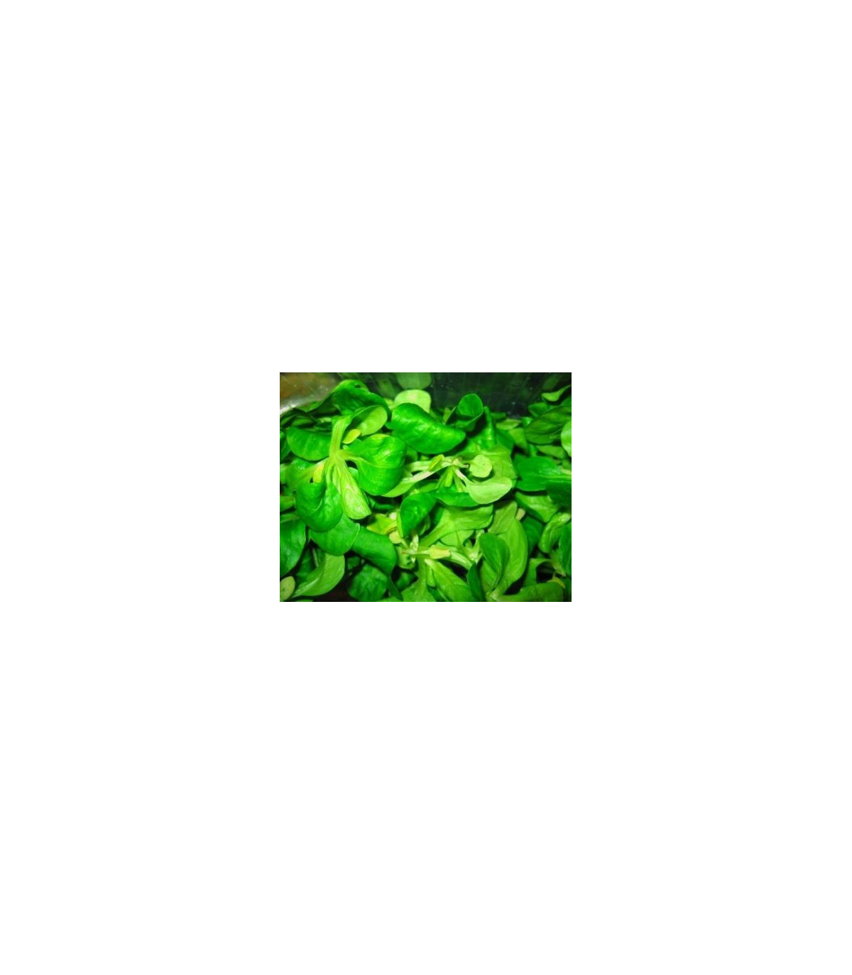 BIO Valeriánka poľná - Valerianella locusta - semiačka - 1,2 gr