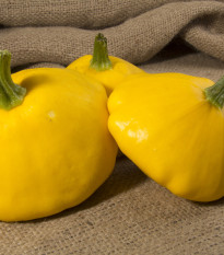 Patizon Golden Marbre - Cucurbita pepo - 5 ks