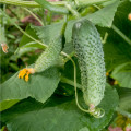 Bio uhorka nakladačka F1 Diamant - Cucumis sativus - predaj bio semien - 8 ks