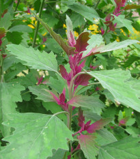 Stromový špenát - Chenopodium giganteum - semiačka - 300 ks