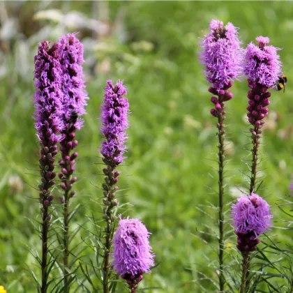 Liatra klasnatá purpurová - šuškarda - cibule liatry - Liatris spicata - cibuľky - 5 ks