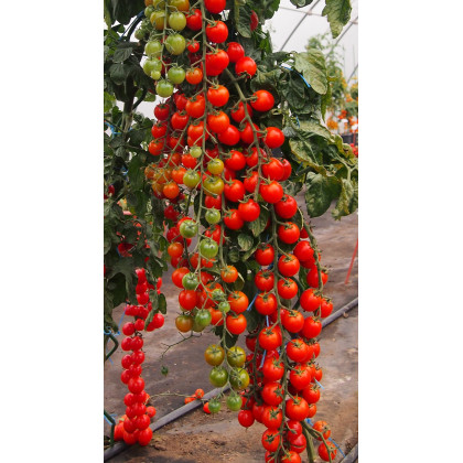 Paradajka Charmant F1 - kolíková paradajka - Solanum lycopersicum -  Semená rajčiaka - 10 ks