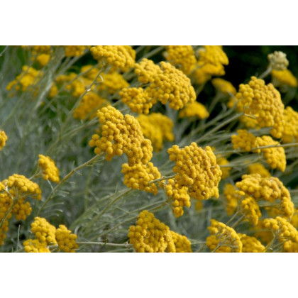 Slamiha talianska - Helichrysum italicum - predaj semien - 200 ks