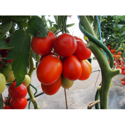 Paradajka Sonet F1 - kolíková paradajka - Solanum lycopersicum - predaj semien rajčiaka - 20 ks