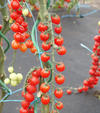 Paradajka Currant F1 - kolíková ríbezľová paradajka - Solanum lycopersicum -  Semená rajčiaka - 10 ks