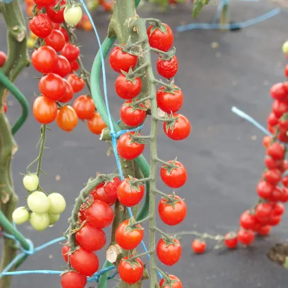 Paradajka Currant F1 - kolíková ríbezľová paradajka - Solanum lycopersicum -  Semená rajčiaka - 10 ks