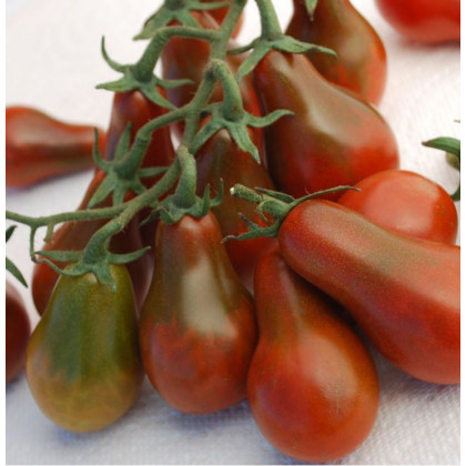 Paradajka - Chocolate pear - kolíková odroda -  Solanum Lycopersicum - semená rajčiaka - 6 ks