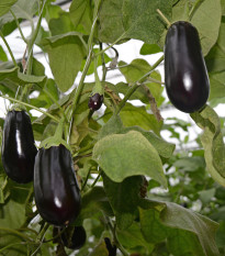 Baklažán vajcoplodý Black Beauty - Solanum melongena - semiačka - 60 ks