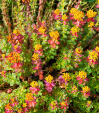 Rozchodnica ružová - Rhodiola rosea - semiačka - 8 ks