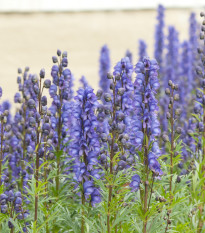 Prvosienka horský šalamounek  - Aconitum napellus - semiačka - 8 ks