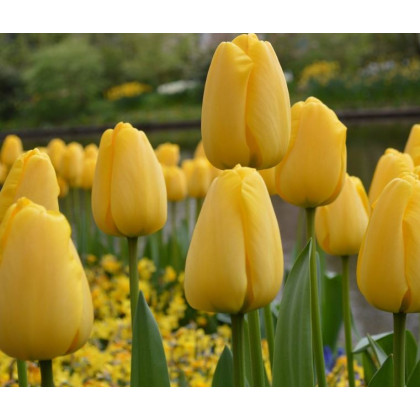Tulipán Golden Parade - Cibule Tulipánov - Jesenné Cibuľoviny - 3 Ks Číslo tovaru:  2000183