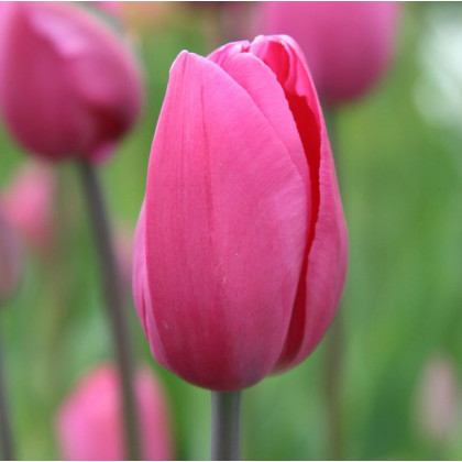 Tulipán Don Quichotte - Tulipa - predaj cibuľovín - 3 ks