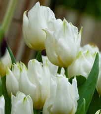 Tulipán Agrass White - Tulipa - predaj cibuľovín - 3 ks