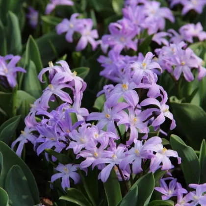 Modravka fialová Violet Beauty - Chionodoxa luciliae - predaj cibuľovín - 5 Ks