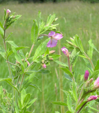 Vŕbovka malokvetá - Epilobium parviflorum - predaj semien - 0,05 g