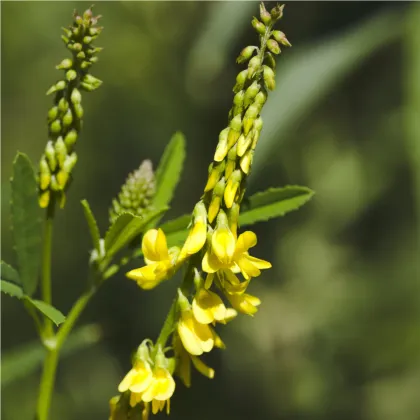 Komonica lekárska - Melilotus Officinalis - Semená - 30 ks