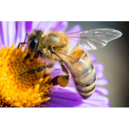 Jednoročné kvety pre včely - Planta Naturalis - lúčna zmes - 50 g