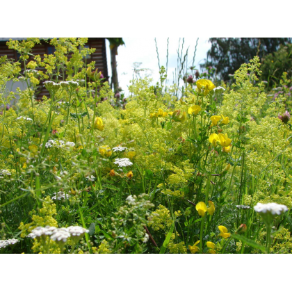 Žltá lúka - Planta Naturalis - lúčna zmes - 50 g