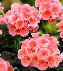 Muškát krúžkovaný Nekita F1 Salmon - Pelargonium Zonale - Semená - 4 ks