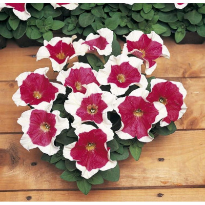 Petúnia mnohokvetá - Red Frost F1 - Petunia Multiflora - predaj semien - 20 ks