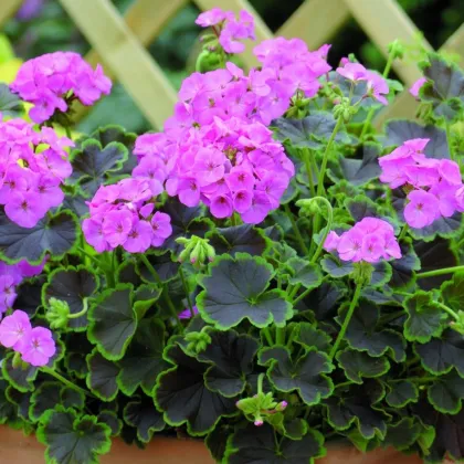 Muškát Krúžkovaný Nekita F1 Pink - Pelargonium Zonale - Semená - 4 Ks