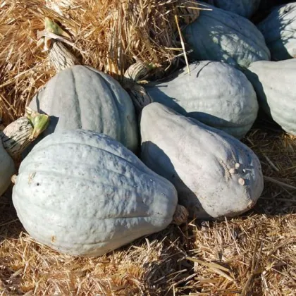 Tekvica Blue Hubbard - Cucurbita Maxima - Semená - 7 Ks