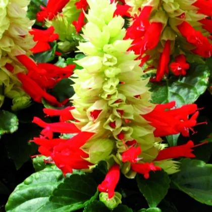 Šalvia Žiarivá Red And White - Salvia Splendens - predaj semien - 20 Ks