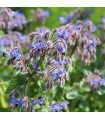 Bio Borák lekársky - Borago officinalis - predaj bio semien - 20 ks