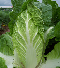 Pekingská Kapusta Hilton - Brassica Pekinensis - semená - 100 ks