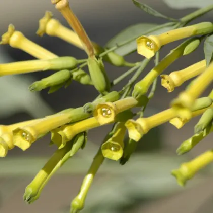 Tabak Glauca - Nicotiana Glauca - Semená Tabaku - 20 ks