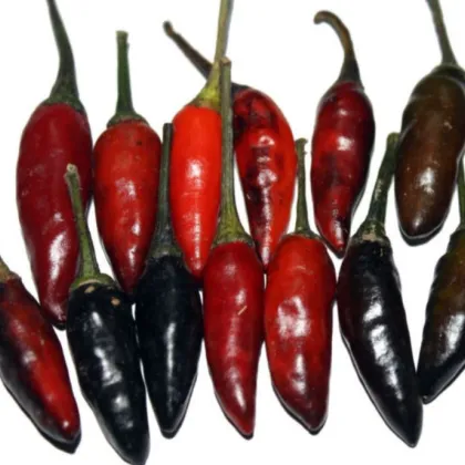 Chilli Krishna Jolokia - Capsicum annuum - predaj semien - 7 ks