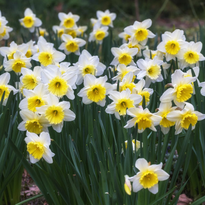 Narcisy zmes farieb - Narcissus - predaj cibuľovín - 12 ks