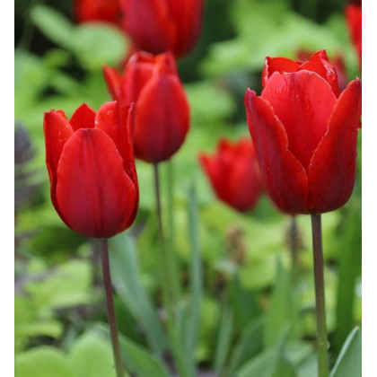 Tulipán Red Triumph - Tulipa - predaj cibuľovín - 3 ks