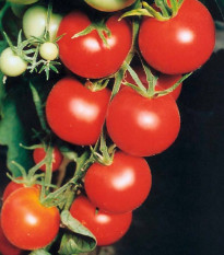 Paradajka Tamina - Solanum lycopersicum - predaj semien rajčiaka - 20 Ks