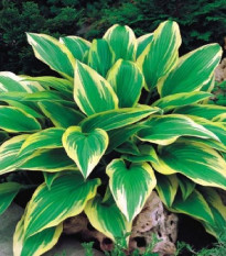 Hosta - Hosta Aureomarginata - predaj cibuľovín - 1 ks