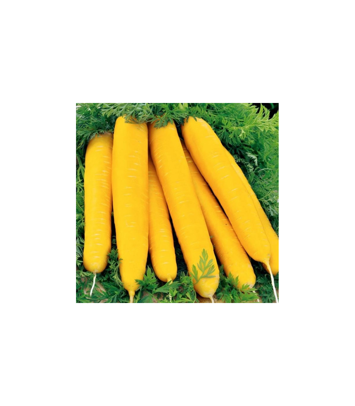 Mrkva žltá Jaune du doubs - Daucus carota - predaj semien - 1 g