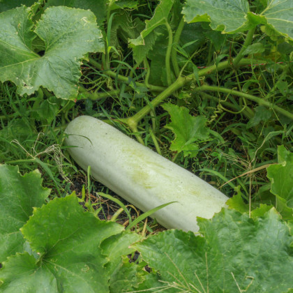 Tekvica vosková - Benincasa hispida - predaj semien - 5 ks
