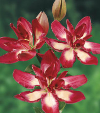 Ľalia Double Sensation - Lilium - predaj cibuľovín - 1 ks