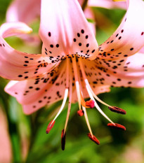 Ľalia Pink tiger - Lilium - predaj cibuľovín - 1 ks