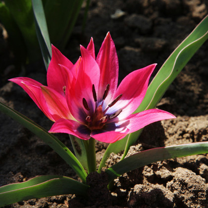 Tulipán Little Beauty - Tulipa - predaj cibuľovín - 3 ks