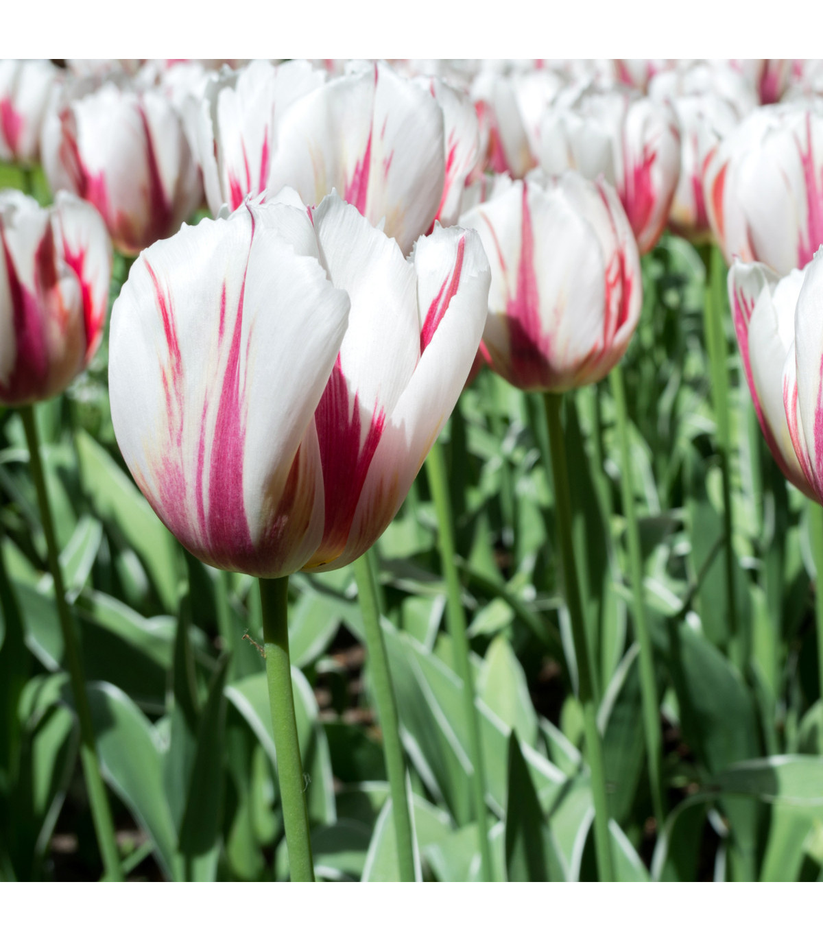 Tulipán Happy Generation - Tulipa - predaj cibuľovín - 3 ks