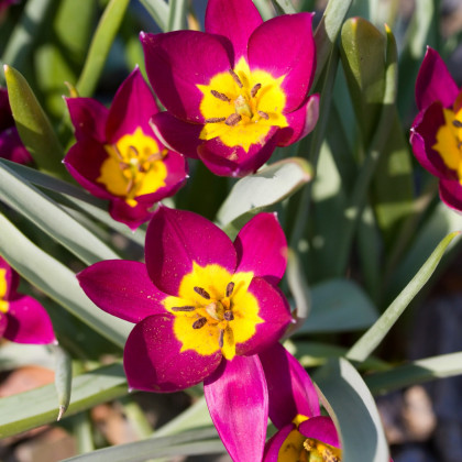 Tulipán Eastern Star - Tulipa - predaj cibuľovín - 3 ks